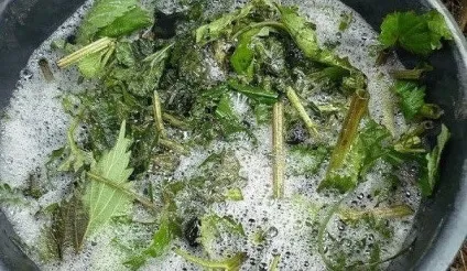 Підживлення ярого часнику