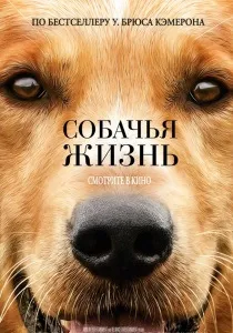 Пошук собака