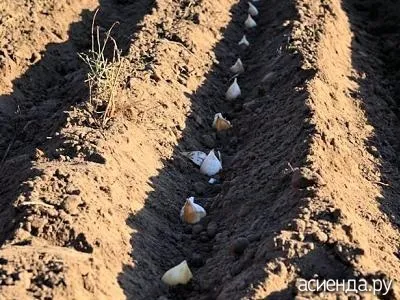 Подзимний і озимий посіви