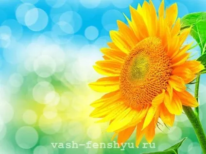 Соняшник по фен-шуй - «промінь світла» в вашому домі (соняшник) Соняшник по фен-шуй - «промінь світла» в вашому домі