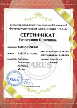 Розплідник сомалійських і абиссинских кішок somarineko