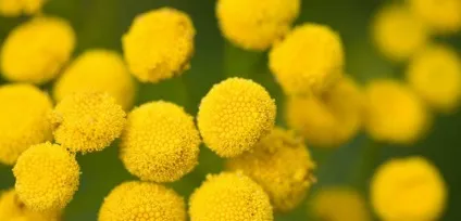 Пижмо при затримці місячних (пижмо затримці місячних) Пижмо при затримці місячних