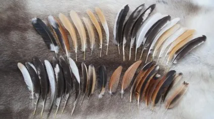 Пір'я птахів типи, особливості будови (найкрасивішими пір'ям) Пір'я птахів типи, особливості будови