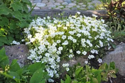 Піщанка види з фото, місце розташування, догляд, розмноження (фото) Піщанка види з фото, місце розташування, догляд, розмноження