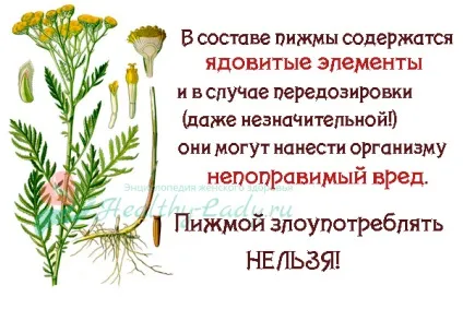 Пижмо при затримці місячних (менструації) - небезпеки застосування, дозування (пижмо при затримці) Пижмо при затримці місячних (менструації) - небезпеки застосування, дозування