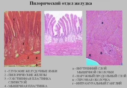 Пилорический відділ шлунка де знаходиться, будова, гістологія (знаходиться) Пилорический відділ шлунка де знаходиться, будова, гістологія