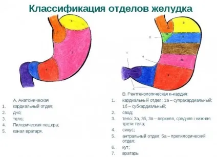 Пилорический відділ шлунка де знаходиться, будова, гістологія (знаходиться) Пилорический відділ шлунка де знаходиться, будова, гістологія
