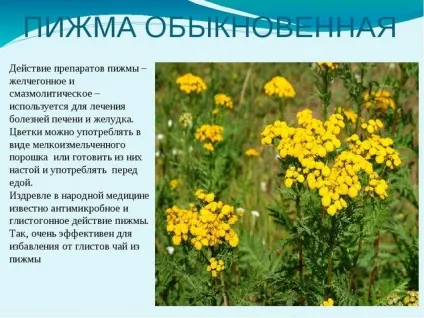 Пижмо для місячних як пити для виклику при затримці, як приготувати відвар, щоб пішли місячні (затримки) Пижмо для місячних як пити для виклику при затримці, як приготувати відвар, щоб пішли місячні
