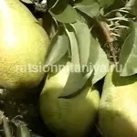 Користь і шкода вершків