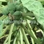 Користь і шкода вершків