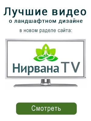 Посадка і догляд за будлея давида (догляд) Посадка і догляд за будлея давида