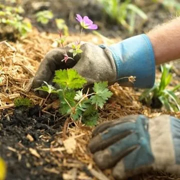 Посадка огірків у червні, вирости сад! (Придатні вирощування невисоких) Посадка огірків у червні, вирости сад!