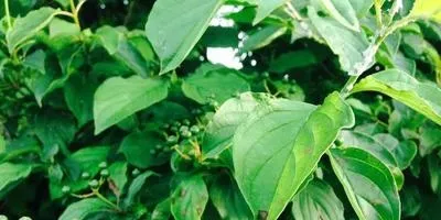 Посадка і догляд за Дереном (Дереном) Посадка і догляд за Дереном