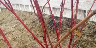 Посадка і догляд за Дереном (догляд) Посадка і догляд за Дереном