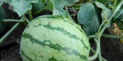 Посадила кавуни в теплиці
