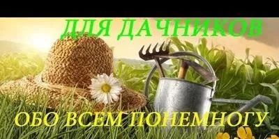 Посадка і догляд за Дереном (посадка) Посадка і догляд за Дереном