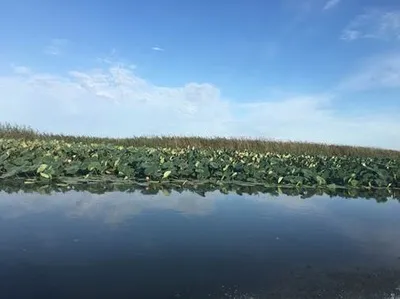Поппер на щуку