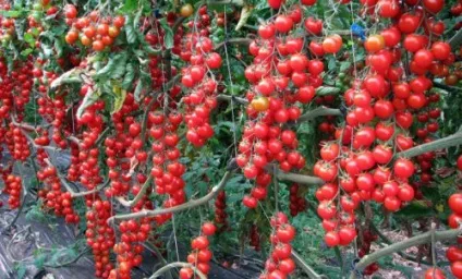 Помідори черрі пасинкування і формування (пасинкування) Помідори черрі пасинкування і формування