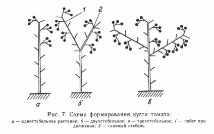 Помідори черрі пасинкування і формування (помідори) Помідори черрі пасинкування і формування