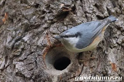 поползень птах