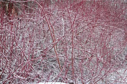 Посадка і догляд за Дереном (білий Sibirica Variegata) Посадка і догляд за Дереном