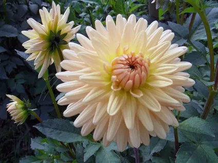 Посадка квітів в квітні на розсаду - терміни посіву квітів, догляд за розсадою, коли висаджувати (чорнобривці) Посадка квітів в квітні на розсаду - терміни посіву квітів, догляд за розсадою, коли висаджувати