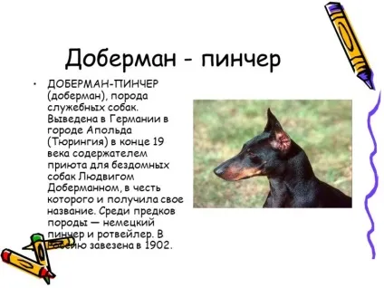 Порода доберман опис, догляд, дресирування (дресирування) Порода доберман опис, догляд, дресирування