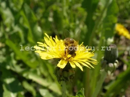 Користь меду та медових продуктів, цілюща сила рослин (користь) Користь меду та медових продуктів, цілюща сила рослин
