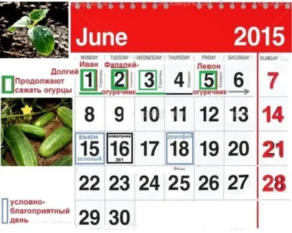 Посадка огірків у червні, вирости сад! (Вирощування невисоких теплицях) Посадка огірків у червні, вирости сад!