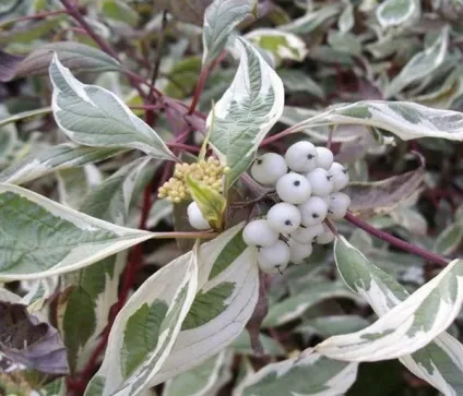 Посадка і догляд за Дереном (білий Sibirica Variegata) Посадка і догляд за Дереном