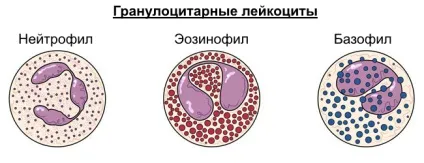 Підвищено базофіли у дитини причини, що це означає