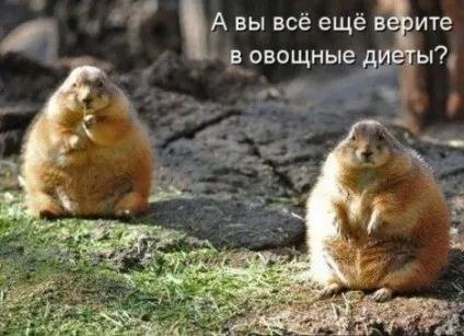 Правда і міфи про дієти