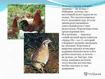 Презентація на тему чому в народі кажуть курка не птах напевно, тому, що справжній політ (народі) Презентація на тему чому в народі кажуть курка не птах напевно, тому, що справжній політ