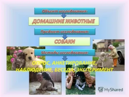 Презентація на тему науково-дослідницька робота - собаки в моєму житті - (робота) Презентація на тему науково-дослідницька робота - собаки в моєму житті -