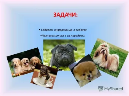 Презентація на тему науково-дослідницька робота - собаки в моєму житті - (тему) Презентація на тему науково-дослідницька робота - собаки в моєму житті -