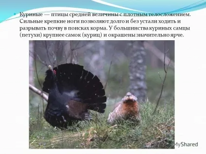 Презентація на тему чому в народі кажуть курка не птах напевно, тому, що справжній політ (але і їх диким.) Презентація на тему чому в народі кажуть курка не птах напевно, тому, що справжній політ