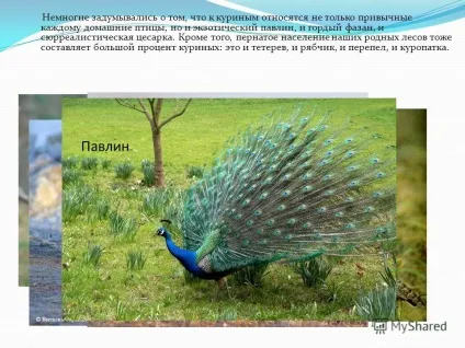 Презентація на тему чому в народі кажуть курка не птах напевно, тому, що справжній політ (що справжній політ курям не по силам. Це стосується перш за все домашніх курей) Презентація на тему чому в народі кажуть курка не птах напевно, тому, що справжній політ