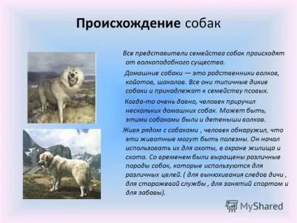 Презентація на тему науково-дослідницька робота - собаки в моєму житті - (презентація) Презентація на тему науково-дослідницька робота - собаки в моєму житті -