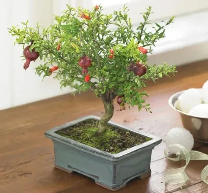 Прекрасні дерева бонсай (30 фото) (бонсай) Прекрасні дерева бонсай (30 фото)