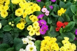 Примула різноманітність видів, пересадка, розмноження, правила догляду в умовах присадибної ділянки (процедура пересадки первоцвітів) Примула різноманітність видів, пересадка, розмноження, правила догляду в умовах присадибної ділянки