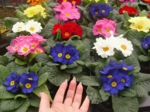 Примула різноманітність видів, пересадка, розмноження, правила догляду в умовах присадибної ділянки (процедура пересадки первоцвітів) Примула різноманітність видів, пересадка, розмноження, правила догляду в умовах присадибної ділянки