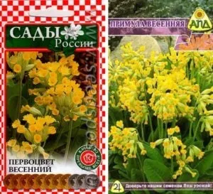Примула різноманітність видів, пересадка, розмноження, правила догляду в умовах присадибної ділянки (примула) Примула різноманітність видів, пересадка, розмноження, правила догляду в умовах присадибної ділянки