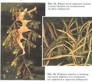 Пріспособленность- результат дії факторів еволюції (результат) Пріспособленность- результат дії чинників еволюції