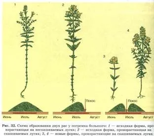 Пріспособленность- результат дії факторів еволюції (результат) Пріспособленность- результат дії чинників еволюції