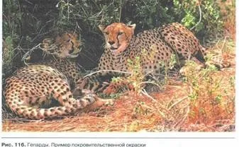 Пріспособленность- результат дії факторів еволюції (дії) Пріспособленность- результат дії чинників еволюції
