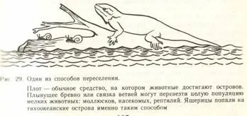 Пріспособленность- результат дії факторів еволюції (природного відбору острівні) Пріспособленность- результат дії чинників еволюції