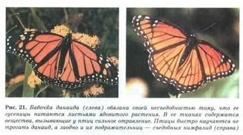 Пріспособленность- результат дії факторів еволюції (природного відбору острівні) Пріспособленность- результат дії чинників еволюції