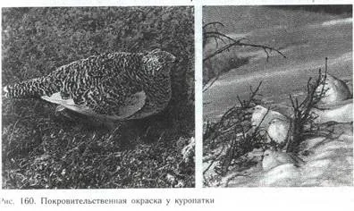 Пріспособленность- результат дії факторів еволюції (природного відбору острівні) Пріспособленность- результат дії чинників еволюції