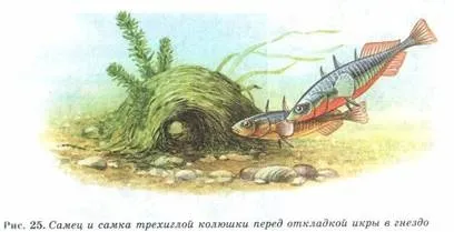 Пріспособленность- результат дії факторів еволюції (пристосованість) Пріспособленность- результат дії чинників еволюції