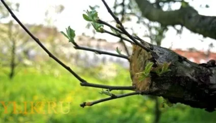 Щеплення яблуні на дички всі способи і фото